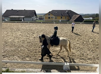 Welsh-B, Ruin, 6 Jaar, 135 cm, Cremello