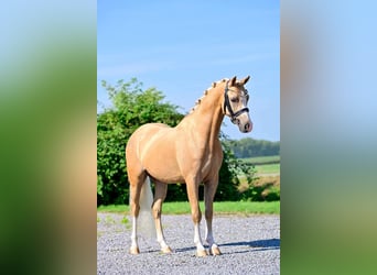 Welsh-B, Ruin, 6 Jaar, 136 cm, Palomino