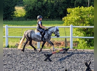 Welsh-B, Ruin, 7 Jaar, 127 cm, Blauwschimmel