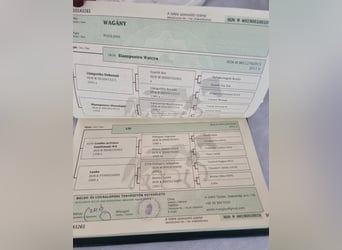 Welsh-B, Ruin, 7 Jaar, 127 cm, Vos