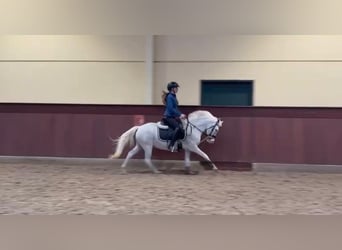 Welsh-B, Ruin, 7 Jaar, 128 cm, Schimmel