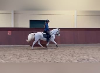 Welsh-B, Ruin, 7 Jaar, 128 cm, Schimmel