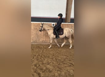 Welsh-B, Ruin, 7 Jaar, 130 cm, Palomino