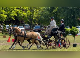 Welsh-B, Ruin, 7 Jaar, 136 cm, Palomino