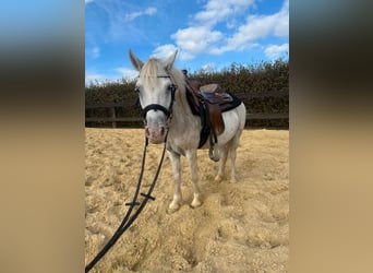 Welsh-B, Ruin, 8 Jaar, 130 cm, Schimmel