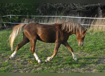 Welsh-B, Ruin, 8 Jaar, 135 cm, Donkere-vos