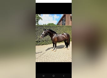 Welsh-B, Ruin, 9 Jaar, 126 cm, Zwart