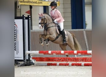 Welsh-B, Ruin, 9 Jaar, 127 cm, Donkere-vos