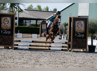 Welsh-B, Ruin, 9 Jaar, 127 cm, Donkere-vos