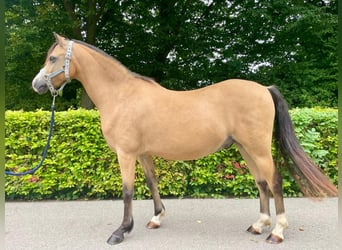 Welsh-B, Ruin, 9 Jaar, 133 cm, Buckskin