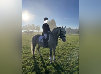 Welsh-B, Ruin, 9 Jaar, 134 cm, Appelschimmel