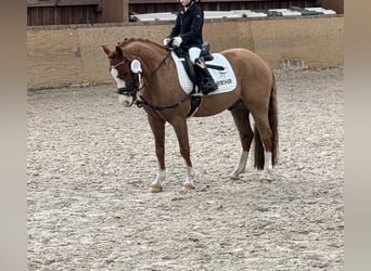 Welsh-B, Ruin, 9 Jaar, 134 cm, Vos