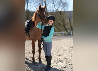 Welsh-B, Sconosciuto, 13 Anni, 128 cm, Sauro