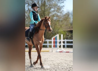 Welsh-B, Sconosciuto, 13 Anni, 128 cm, Sauro