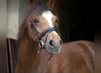 Welsh B, Stallion, 10 years, 12,2 hh, Chestnut