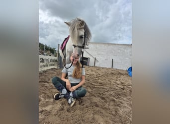 Welsh B Mix, Stallion, 11 years, 12 hh, Grey-Dapple