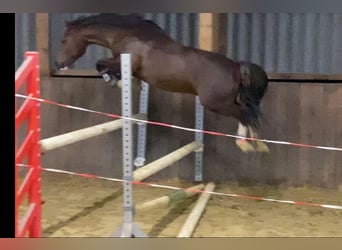 Welsh B, Stallion, 11 years, 13.1 hh, Chestnut