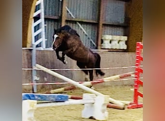 Welsh B, Stallion, 11 years, 13.1 hh, Chestnut