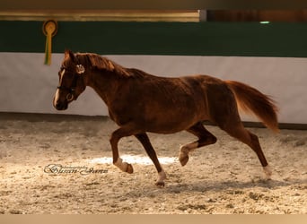 Welsh B, Stallion, 11 years, 13,1 hh, Chestnut-Red