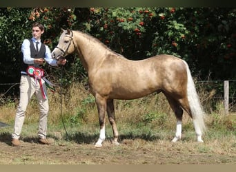 Welsh B, Stallion, 11 years, 13.1 hh, Palomino Welsh B, Stallion, 11 years, 13.1 hh, Palomino
