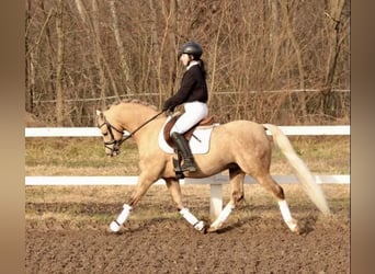 Welsh B, Stallion, 11 years, 13.1 hh, Palomino Welsh B, Stallion, 11 years, 13.1 hh, Palomino