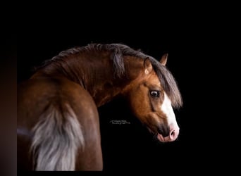 Welsh B, Stallion, 12 years, 13.1 hh, Palomino