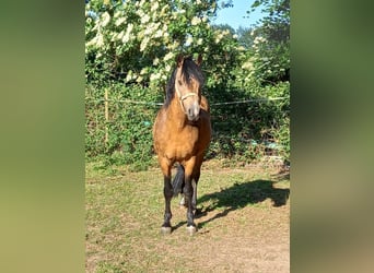 Welsh B, Stallion, 16 years, 13.1 hh, Buckskin