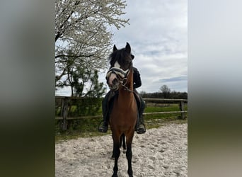 Welsh B, Stallion, 16 years, 13 hh, Brown