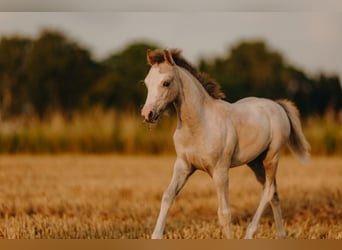 Welsh B, Stallion, 1 year, 11,2 hh, Brown Falb mold