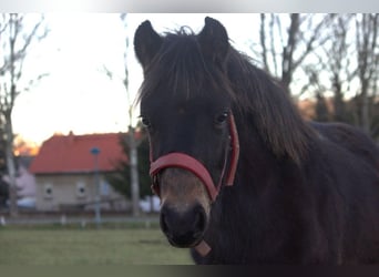 Welsh B Mix, Stallion, 1 year, 12,1 hh, Bay-Dark