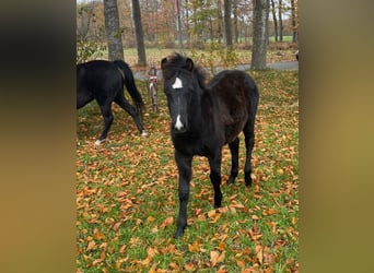 Welsh B, Stallion, 1 year, 13.1 hh, Black
