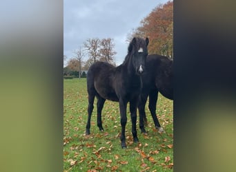 Welsh B, Stallion, 1 year, 13.1 hh, Black