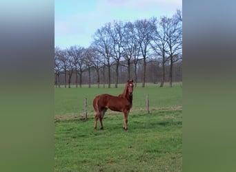 Welsh B, Stallion, 1 year, 13.1 hh, Chestnut