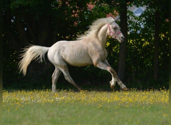 Welsh B, Stallion, 1 year, 13.1 hh, Palomino