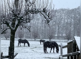 Welsh B, Stallion, 1 year, 13,1 hh, Black