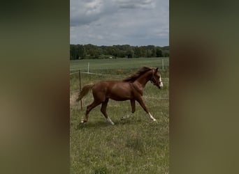 Welsh B Mix, Stallion, 1 year, 13,2 hh, Chestnut-Red