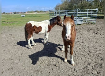 Welsh B, Stallion, 1 year