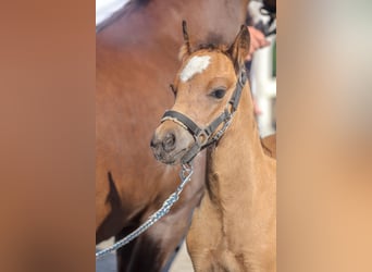 Welsh B, Stallion, 1 year, Brown