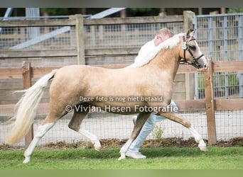 Welsh B, Stallion, 1 year, Chestnut-Red