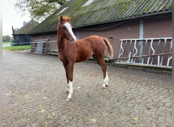 Welsh B, Stallion, 1 year, Chestnut-Red