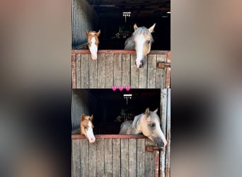 Welsh B, Stallion, 1 year, Chestnut-Red