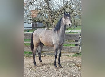 Welsh B, Stallion, 1 year, Gray