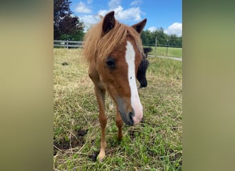 Welsh B, Stallion, 1 year