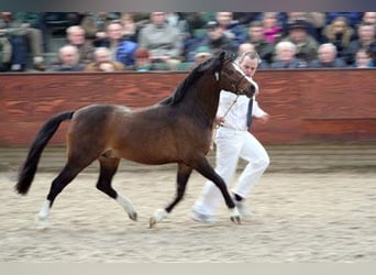 Welsh B, Stallion, 22 years, 12.3 hh, Brown
