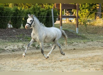 Welsh B, Stallion, 2 years, 12.1 hh, Grey
