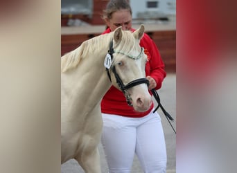 Welsh B, Stallion, 2 years, 12.2 hh, Perlino Welsh B, Stallion, 2 years, 12.2 hh, Perlino