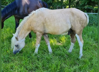 Welsh B, Stallion, 2 years, 12,2 hh, Palomino