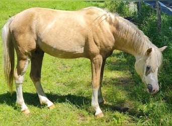 Welsh B, Stallion, 2 years, 12,2 hh, Palomino