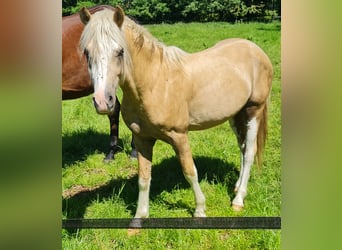 Welsh B, Stallion, 2 years, 12,2 hh, Palomino