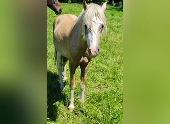 Welsh B, Stallion, 2 years, 12,2 hh, Palomino
